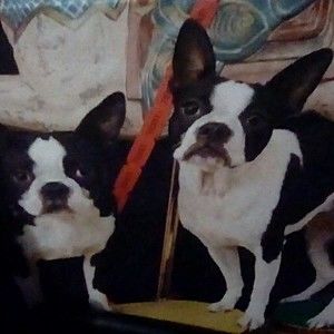 Meet your Posher, Ginger